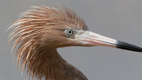 Reddish Egret (Egretta rufescens)