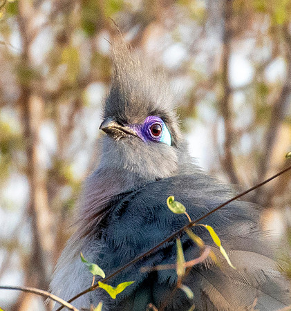 3Q2A1304 crested coua (Coua cristata) crop
