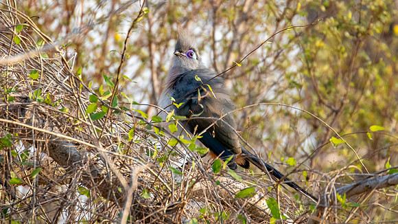 3Q2A1304 crested coua (Coua cristata)