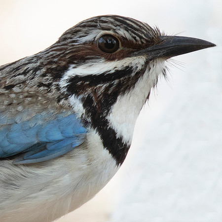Long-tailed ground roller (Uratelornis chimaera)