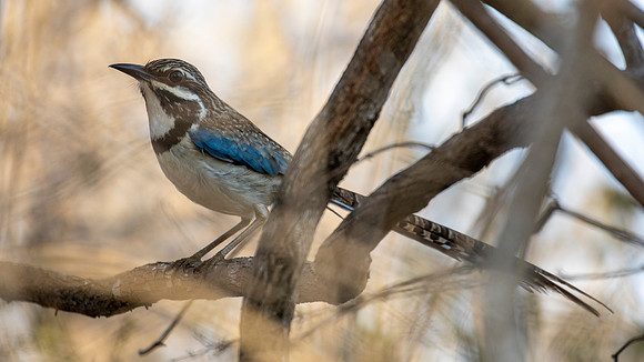 3Q2A1437 Long-tailed ground roller, Uratelornis chimaera