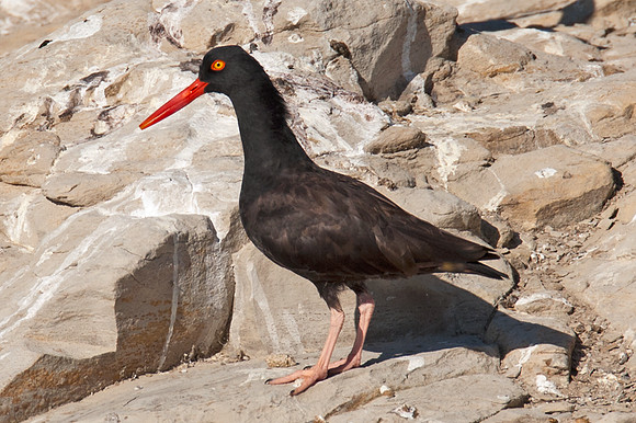 Black Oystercatcher (Haematopus bachmani)