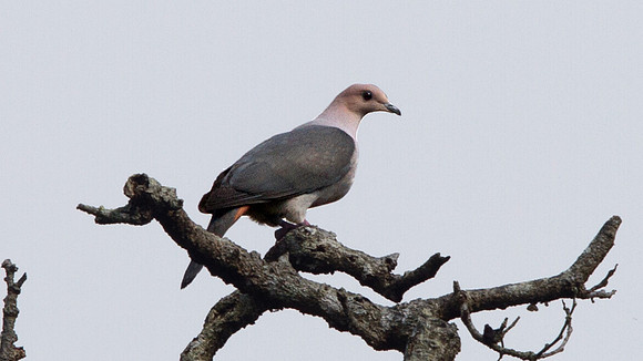 Dark-backed imperial pigeon (Ducula lacernulata)