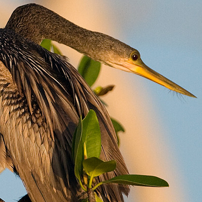 Anhinga (Anhinga anhinga)