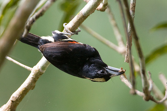Spot-crowned Barbet (Capito maculicoronatus)