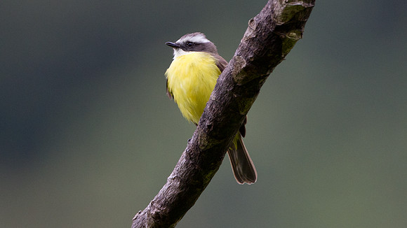 Social Flycatcher (Myiozetetes texensis)
