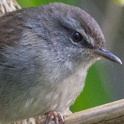 Sunda Bush Warbler (Cettia vulcania)