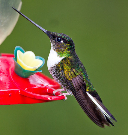 Collared Inca (Coeligena torquata)