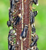 Bugs