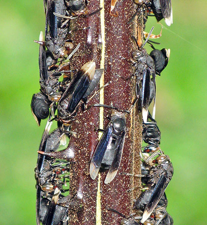 Bugs