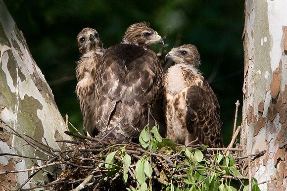 Red-shouldered Hawk (Buteo lineatus) juvenile