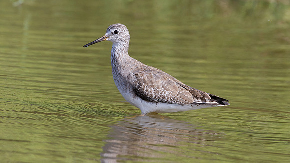 Lesser Yellowlegs (Tringa flavipes)