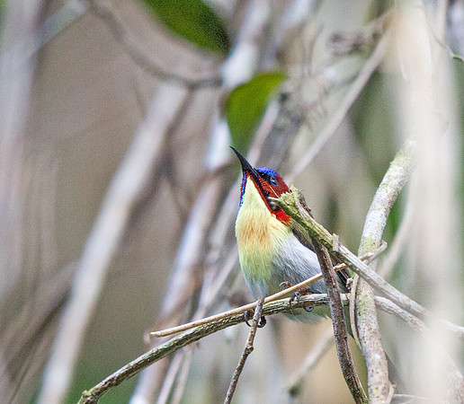Lovely sunbird (Aethopyga shelleyi) Male