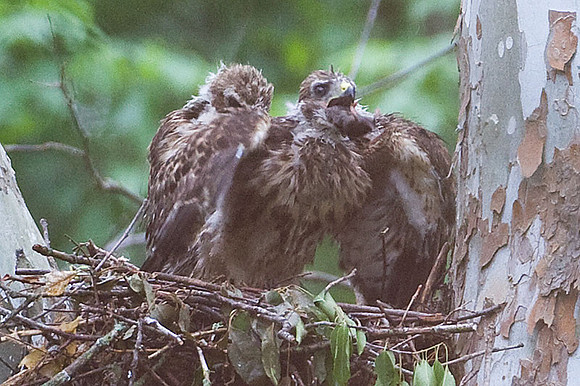 Red-shouldered Hawk (Buteo lineatus) juvenile