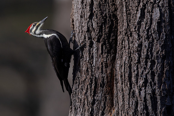 Pileated woodpecker (Dryocopus pileatus)