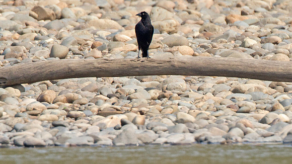Giant Cowbird (Molothrus oryzivorus)