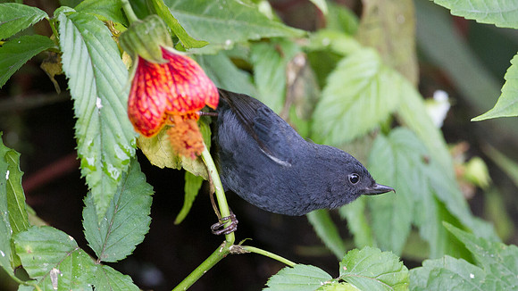 White-sided Flowerpiercer (Diglossa albilatera)