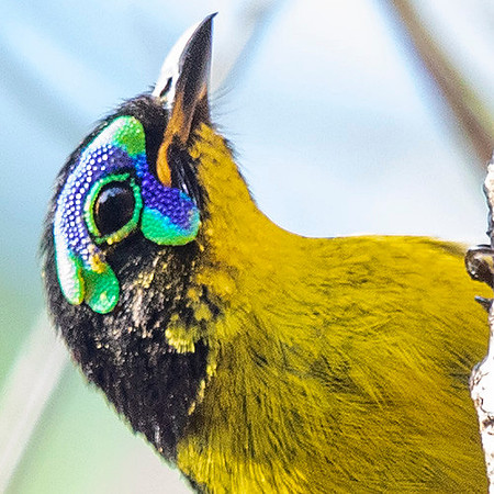 3Q2A1190 thumb Schlegel's asity (Philepitta schlegeli)