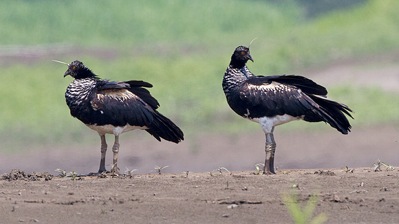 Horned Screamer (Anhima cornuta)