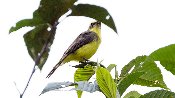 Lemon-browed Flycatcher (Conopias cinchoneti)