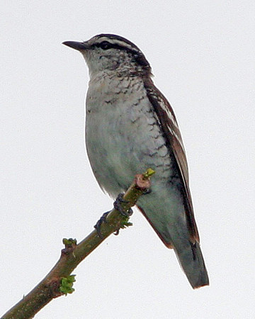Polynesian Triller (Lalage maculosa)