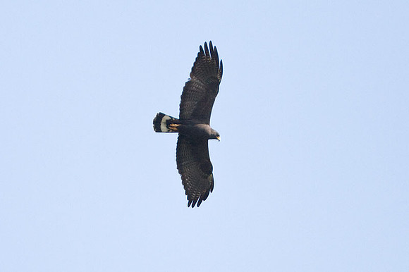 Zone-tailed Hawk (Buteo albonotatus)