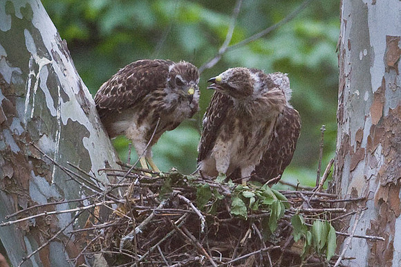 Red-shouldered Hawk (Buteo lineatus) juvenile
