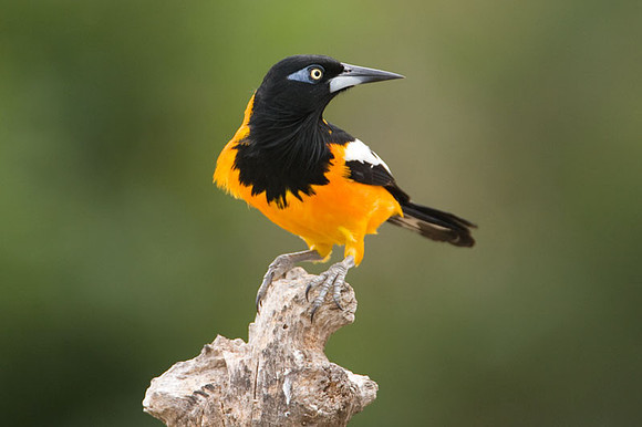 Venezuelan Troupial (Icteris icteris)