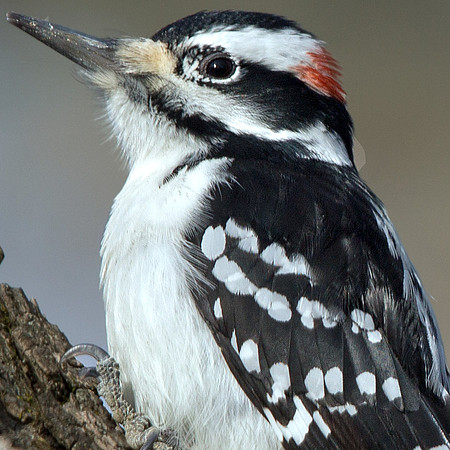 Hairy woodpecker (Leuconotopicus villosus) Male
