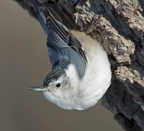 White-breasted nuthatch (Sitta carolinensis)