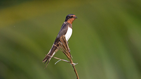 Barn Swallow (Hirundo rustica)