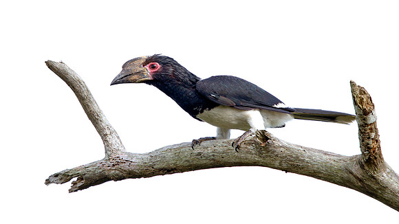 Trumpeter Hornbill (Bycanistes bucinator)