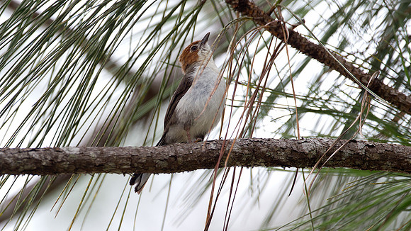 Chestnut-crested Yuhina (Yuhina everetti)