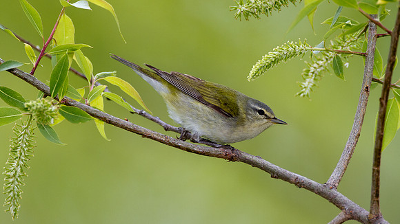Tennessee Warbler (Vermivora peregrina)
