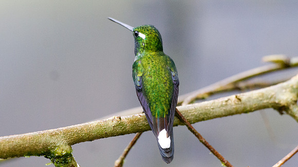 Purple-bibbed Whitetip (Urosticte benjamini)