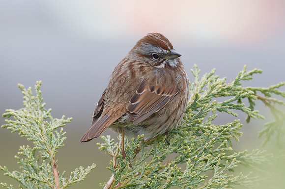 Song Sparrow (Melospiza melodia)