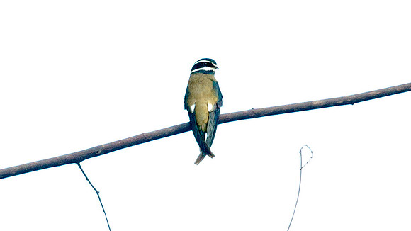 Whiskered Treeswift (Hemiprocne comata)