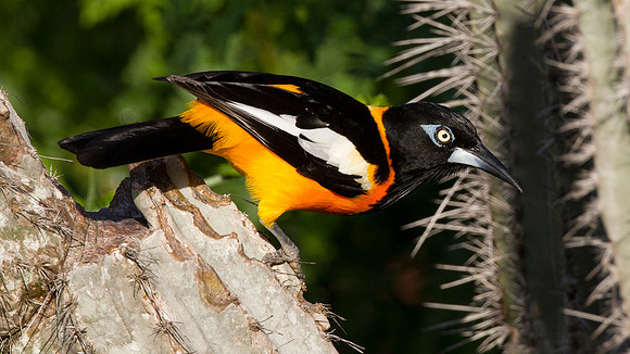 Venezuelan Troupial (Icterus icterus)