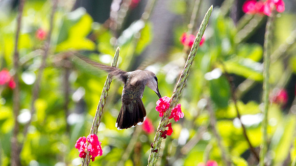 Ruby-topaz Hummingbird (Chrysolampis mosquitus) female