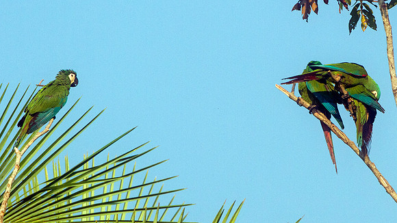 Chestnut-fronted Macaw (Ara severus)