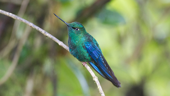 Great Sapphirewing (Pterophanes cyanopterus)