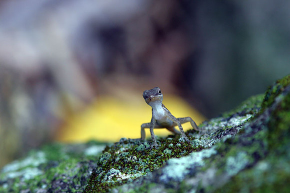 Caribbean Gecko