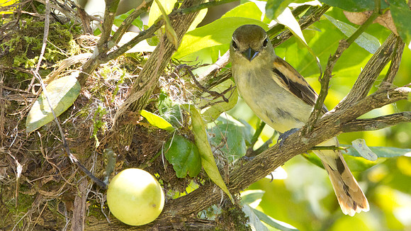 White-winged Becard (Pachyramphus polychopterus) - female