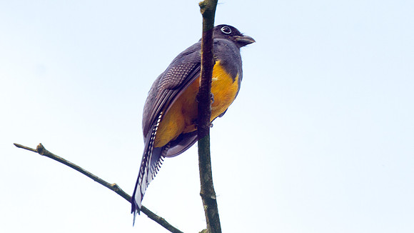 Amazonian White-tailed Trogon (Trogon viridis)