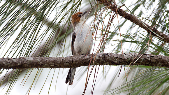 Chestnut-crested Yuhina (Yuhina everetti)