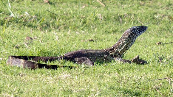 Nile Monitor (Varanus niloticus)