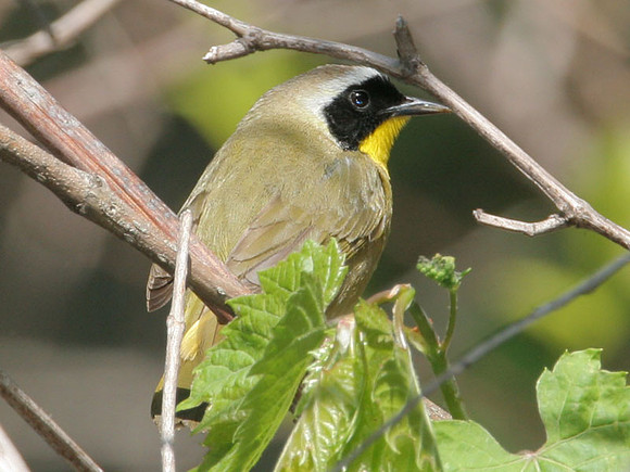 Common Yellowthroat (Geothlypis trichas)