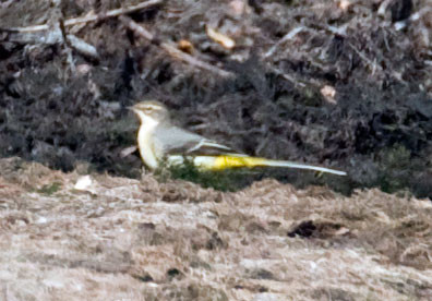 Grey Wagtail (Motacilla cinerea)