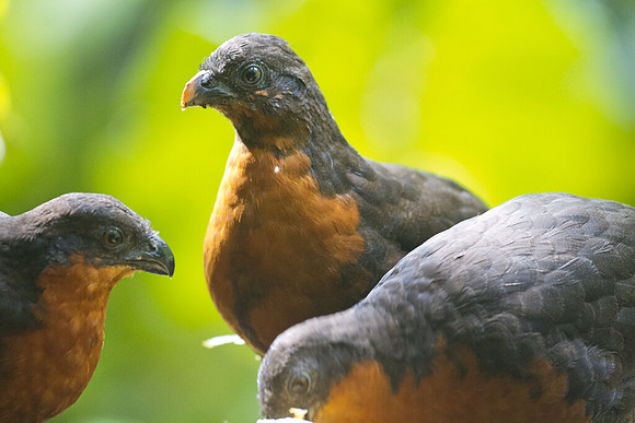 Dark-backed Wood Quail (Odontophorus melanonotus)