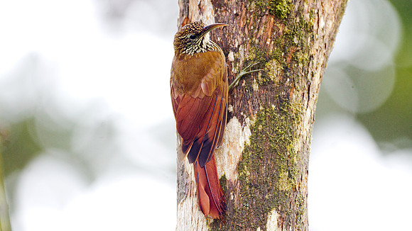 Montane Woodcreeper (Lepidocolaptes lacrymiger)